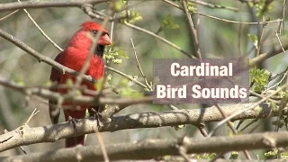 cardinal bird sounds
