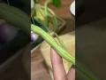 Download Lagu Cara bersihkan buncis buang serat keras | how to clean green beans easy tips #buncis