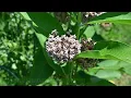 Don't Plant Milkweed Until You Watch This! Milkweed Growing Tips