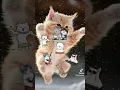 Download Lagu kucing main drum 🙀