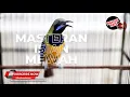 Download Lagu Cucak Cungkok Gacor Isian Mewah