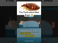 Download Lagu The Truth about Bed Bugs! #shorts