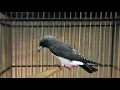 Download Lagu Suara Kicau Burung Kekep Gacor Jinak Suara Jernih