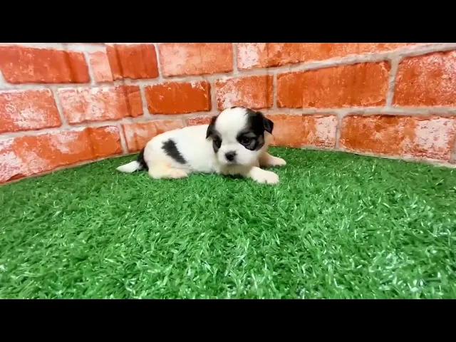 動画