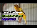 Download Lagu KENARI GACOR DURASI PANJANG Cuit CUIT BIRAHI UNTUK PANCINGAN \u0026 MASTERAN Kenari PAUD AGAR BUNYI