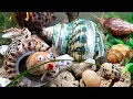 Download Lagu Kelomang jumbo warna warni,kelomang mini dan siput bekicot di hiasi karang laut di dalam akuarium