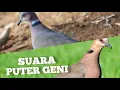 Download Lagu PADUAN SUARA PIKAT BURUNG PUTER GENI DURASI JOSS