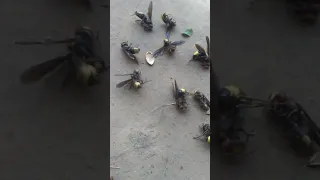 مكافحة الدبور 