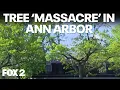 DTE responds to Ann Arbor s massacre claim about its trees