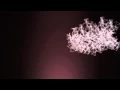 Plexus2
