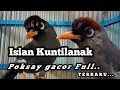 Download Lagu Suara Burung Poksay Mandarin Full isian kuntilanak, Masteran Paling Banyak Di Cari... Terbaru