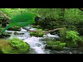 Download Lagu Masteran suara burung cucak ijo dan suara gemercik air mengalir durasi 3 jam dijamin bunyi dan nyaut