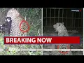 മൈസൂരിലെ കൊലയാളി പുലി പിടിയിൽ| Leopard trapped in Mysuru