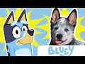 Bluey Characters as REAL LIFE Disney Jr Learn The Dogs on Bluey WHAT TYPE OF DOG IS BLUEY