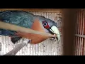 Download Lagu Burung kadalan birah ganas