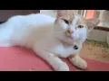 Download Lagu Schattige oranje kat | grappige kattenvideo's | kattenvideo's