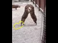 Download Lagu drawing a capy-fight #capybara #masbro