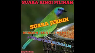 suara burung masteran kinoi jernih dengan jeda 1 2 menit kinoi