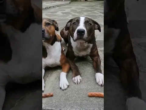 Sneaky Chihuahua Steals Hot Dogs From Siblings!