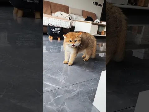 😼 #cats #cutecat #funnycats #explore #shorts