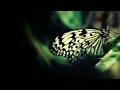 Thornhill - Joy / Lyrics