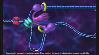 Download DNA replication in prokaryotic cell 3D animation with subtitle MP3