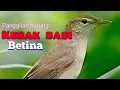 Download Lagu Kerak basi betina