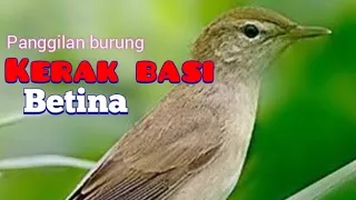 kerak basi betina