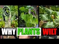 Download Lagu Why Plants Wilt And Can They Be Saved? - Garden Quickie Episode 77