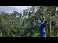 Download Lagu Bali  l  Tegallalang Rice Terrace  l  2025.5