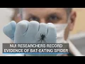 NUI researchers record evidence of bat-eating spider