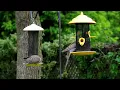 Common Backyard Songbirds - Bird Calls of Ontario - Bird Calls, Songs and Sounds and Chirps