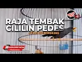 Download Lagu 🔴 Masteran Rio Rio Teler Isian Cililin Tajem Melengking