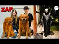 Download Lagu AGORA O ZAP NÃO ENTRA MAIS AQUI! NOSSOS CÃES VÃO PEGAR ELE!