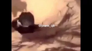 ورعان محشورين جحر ضبان هههههههه 