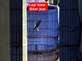 Download Lagu murai batu sinar jaya #muraibatu #muraijantan #kicaumanianusantara #kicaumania #burung
