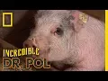 The Incredibly Busy Doctors Brenda and Emily The Incredible Dr Pol