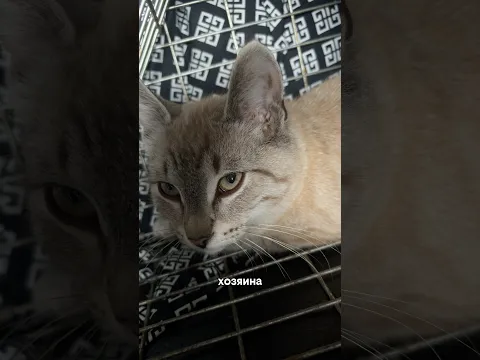 Теперь у него все будет хорошо🫶🏻