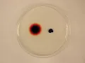 Diffusion of Dye in Agar