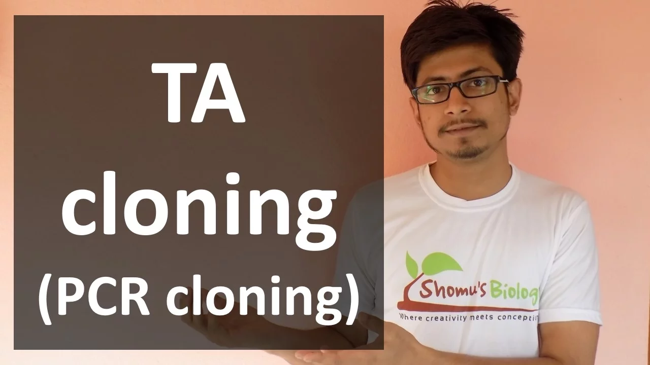 TA Cloning (PCR cloning)