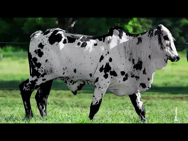 Touro Nelore FESN - 95