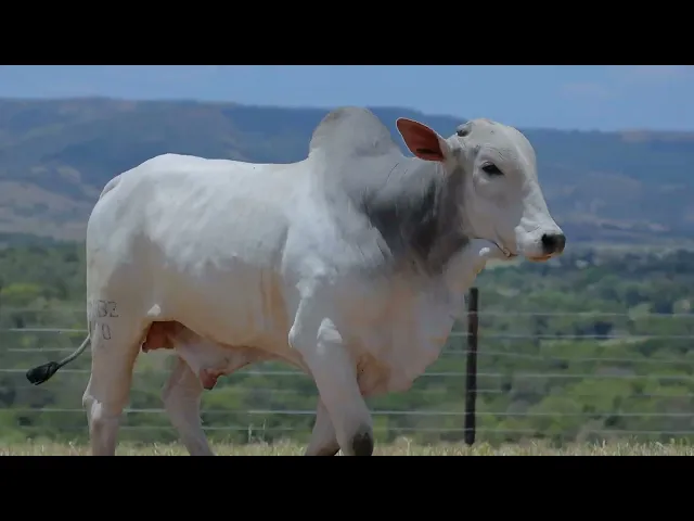 Touro Nelore SABZ - 100