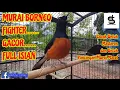 Download Lagu The Best Bird Singing In The Word || Murai Batu Borneo #muraibatu #kicaumania #longvideo