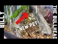 Download Lagu The BEST Addition to my 50 Gallon Tank: Billy the Bullhead