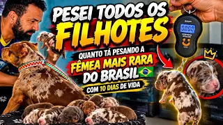 Quanto está pesando os filhotes raro do Brasil 