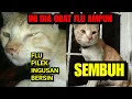 Download Lagu KUCING FLU BERAT BERSIN BATUK PILEK HIDUNG TERSUMBAT INGUSAN | ini dia obat kucing pilek yang ampuh