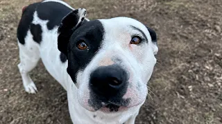 Pregnant Dog Survives Horrific Injury & More Dramatic Rescues