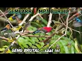 Download Lagu suara pikat burung kecil ribut auto langsung pada ngumpul