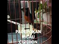 Download Lagu murai nembak cililin panjang