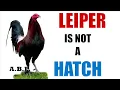 Pure Leiper is not a Hatch The Origin of the Leiper Strain History Traits and Misconceptions